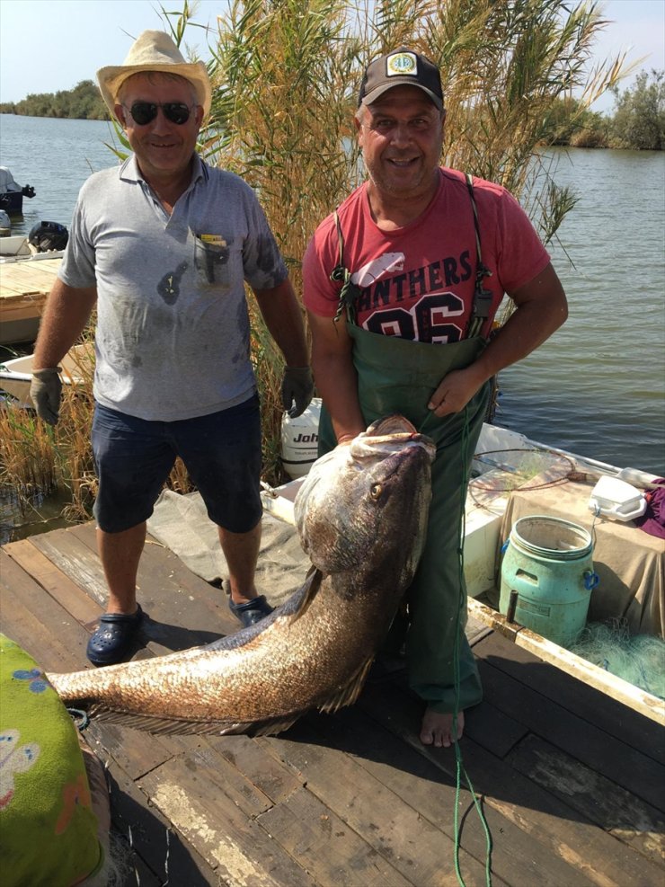 Meriç Nehri'nde balıkçılar 41 kilogramlık granyöz balığı yakaladı