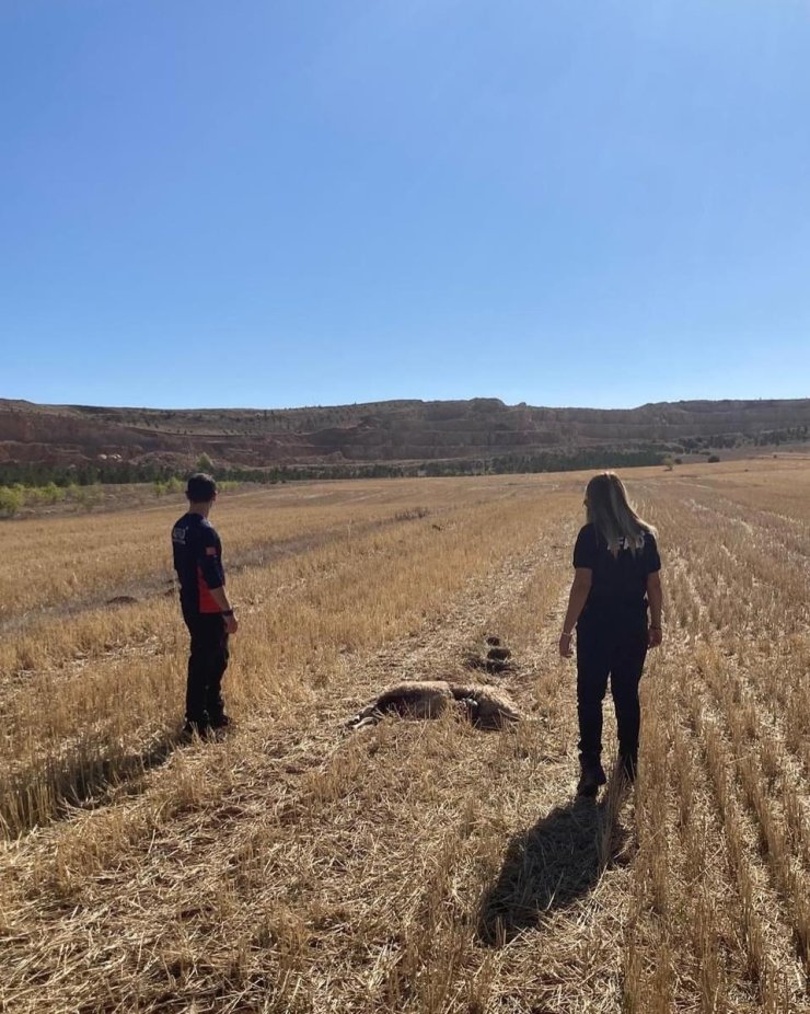 Sivas’ta kaybolan koyunları AFAD ekipleri buldu