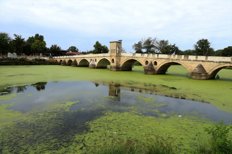 Tunca Nehri'ni "yeşile boyayan" yosun ve su mercimeklerinin yayılımı arttı