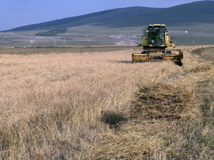 Ardahan'da tescilli kavılca buğdayında hasat dönemi başladı