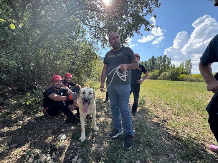 Çorum'da kayalıkta mahsur kalan köpeği itfaiye ekibi kurtardı