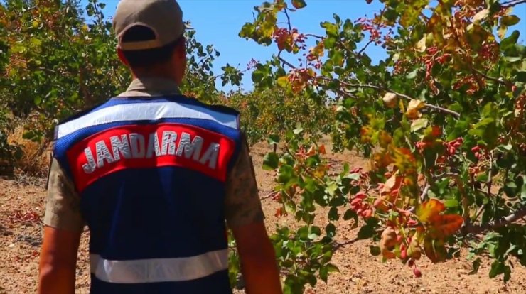 Siirt'te fıstık hırsızlığına karşı jandarmadan dronla denetim