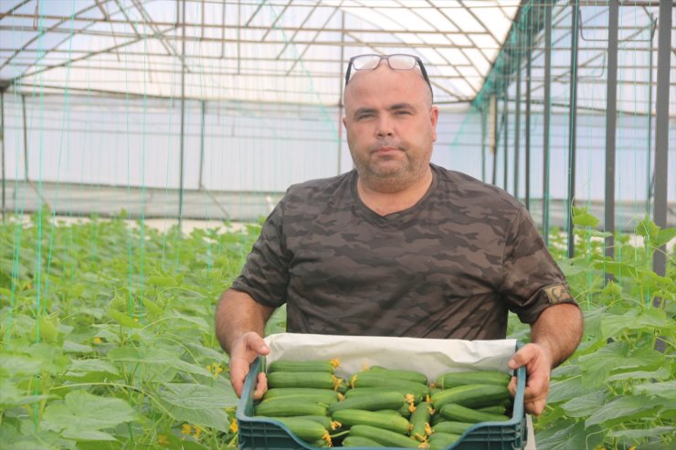 Antalya'da çiftçiler 40 dereceye ulaşan sıcaklıkta sezonun ilk salatalık hasadına başladı