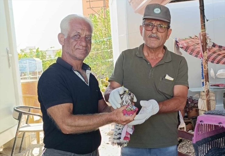 Hatay'da yaralı bulunan atmaca tedaviye alındı