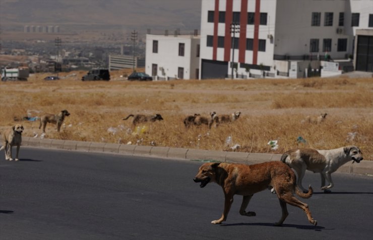 Irak'ın Süleymaniye kentinde sahipsiz köpeklerin halk için tehlike oluşturduğu belirtiliyor