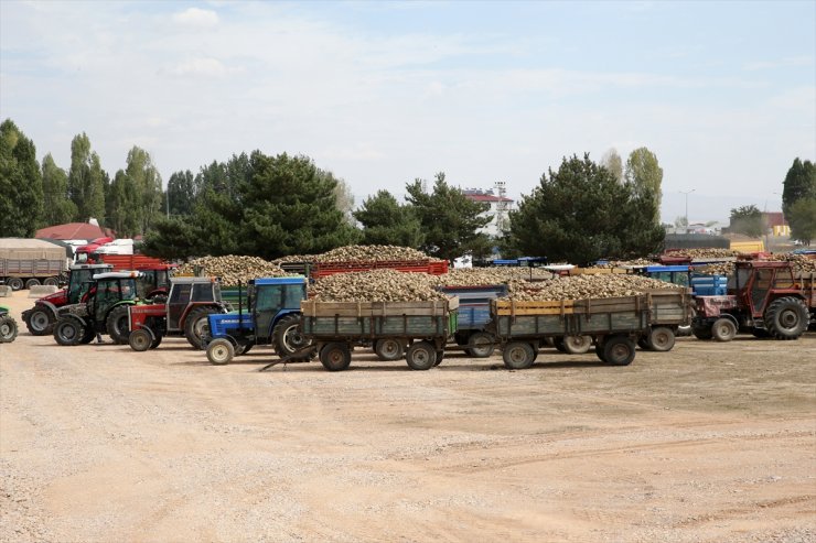 Muş'ta şeker pancarı alım kampanyası başladı