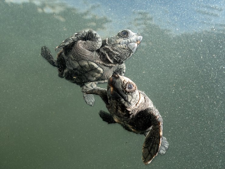 Antalya'da caretta caretta yavrularının yuvalarından çıkışı görüntülendi