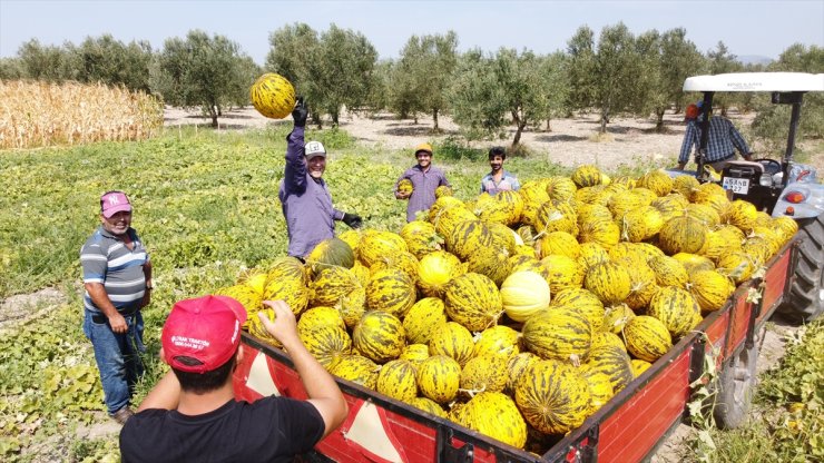 Kırkağaç kavunu kış sofraları için hazırlanıyor