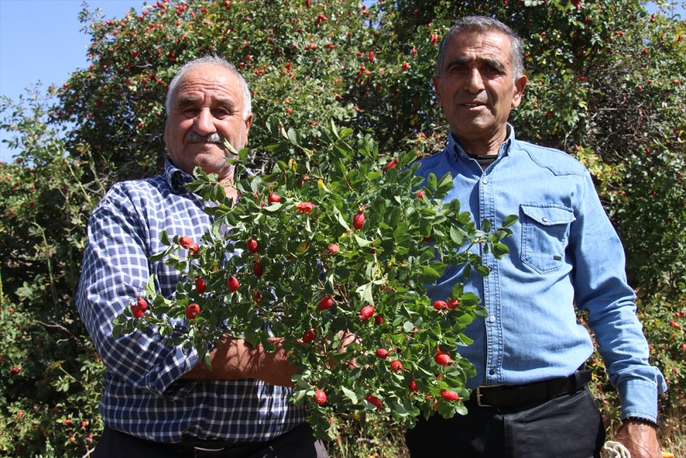 Ağrı'daki dağlarda yetişen kuşburnu kış için toplanıyor