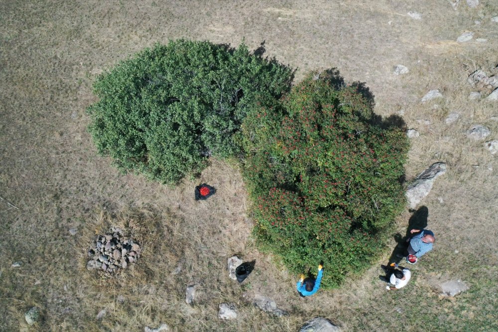 Ağrı'daki dağlarda yetişen kuşburnu kış için toplanıyor