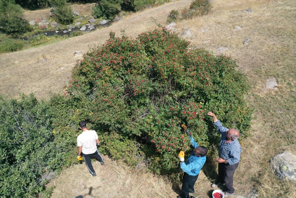 Ağrı'daki dağlarda yetişen kuşburnu kış için toplanıyor