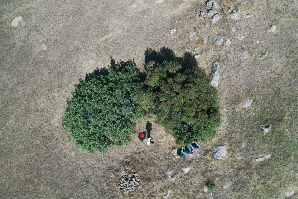 Ağrı'daki dağlarda yetişen kuşburnu kış için toplanıyor