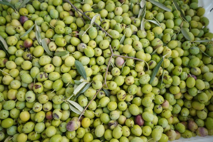 Türkiye'nin önemli zeytin üretim merkezlerinden Ayvalık'ta hasat başladı