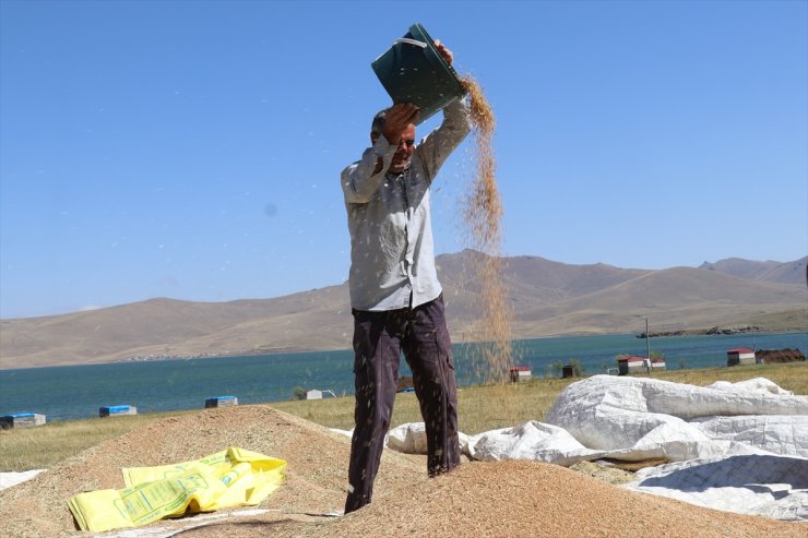 Ağrı'nın yüksek rakımlı köylerinde çiftçiler hasat için mevsim koşullarıyla yarışıyor