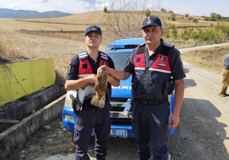 Amasya'da yaralı kızıl şahin korumaya alındı