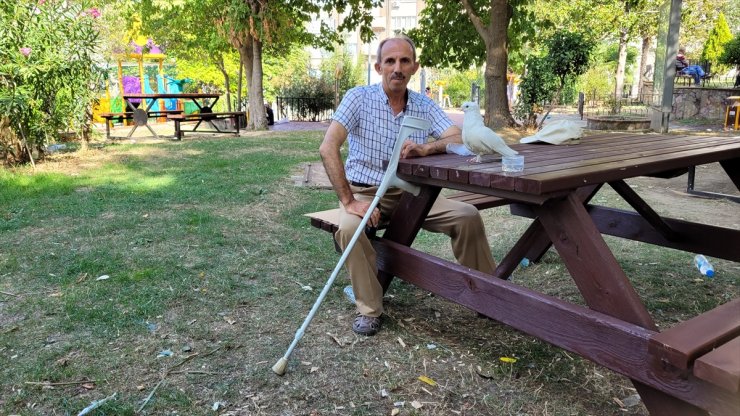 Ayağı sakat güvercin "Paşa", tek bacağını kaybeden işçiye yoldaş oldu