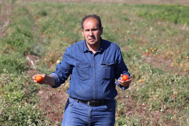 Ağrı'da iklim koşullarına rağmen deneme amaçlı ektiği tohumlardan verim alınca sebze yetiştiriciliğine başladı