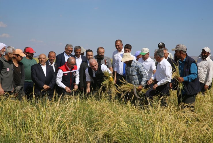 Diyarbakır'da taşlı arazide yetiştirilen tescilli Karacadağ pirincinde hasat başladı