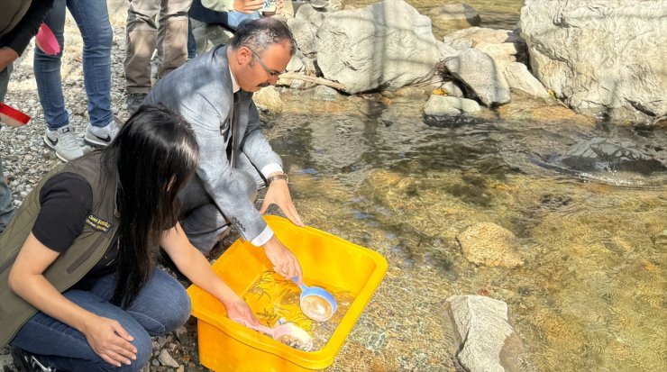 Artvin'de Hatila Vadisi Milli Parkı'ndaki dereye 4 bin alabalık yavrusu bırakıldı