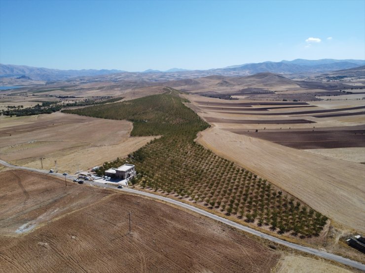 Elazığ'da 472 bin ağaçta yetiştirilen bademde hasat zamanı