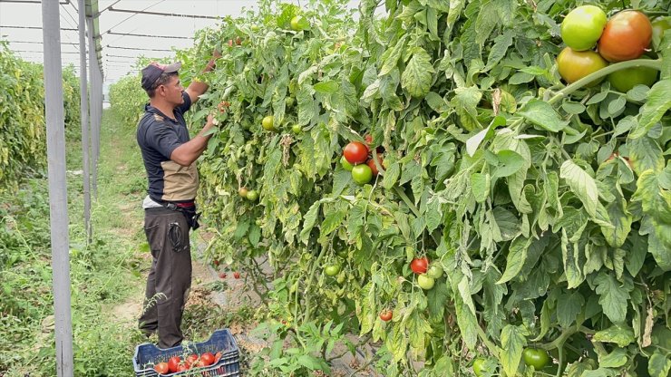 Isparta'nın köyünde üretilen domatesler ihraç ediliyor