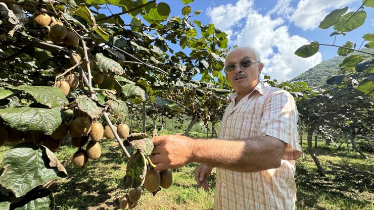 Karadeniz'in ihtiyar delikanlıları topraktan kopamıyorlar