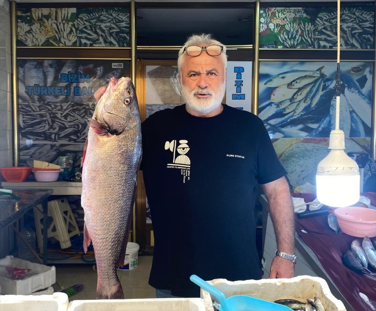 Sinop'ta 5,5 kilogramlık kötek balığı yakalandı