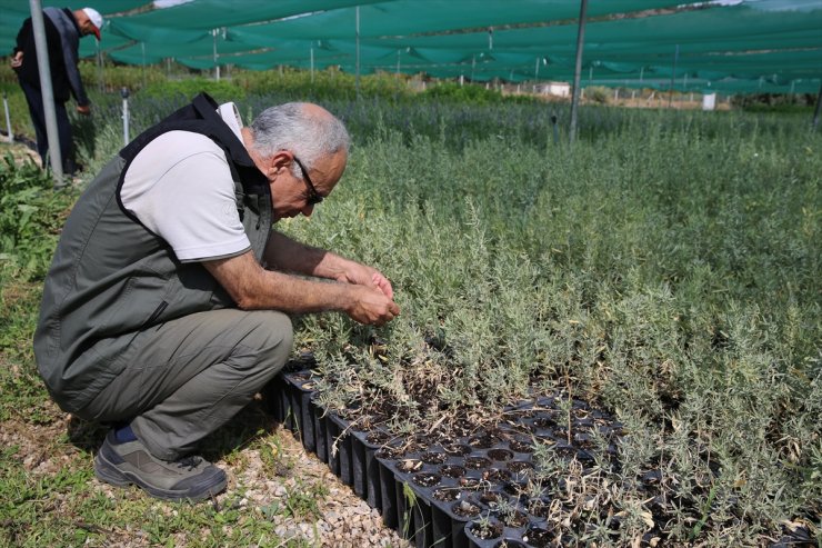 Mera hayvancılığında et ve süt verimini artıran tuz çalısı Eskişehir'de üretiliyor