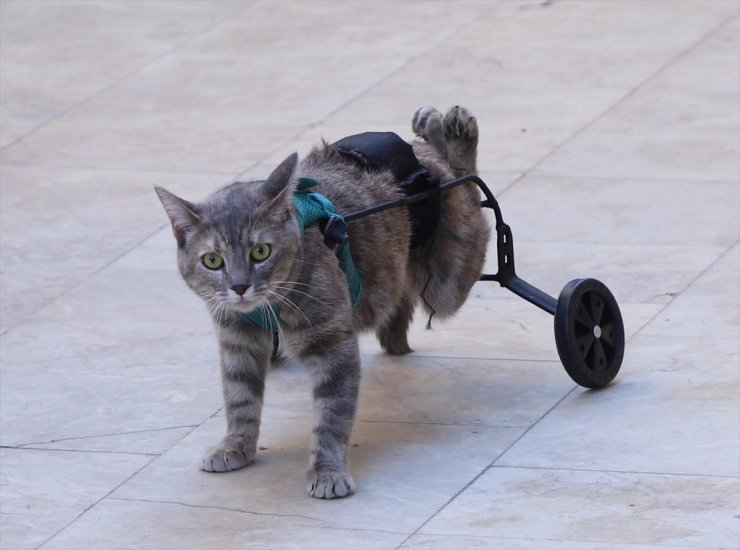 Denizli'de bir hayvansever felçli kedi için yürüteç yaptı