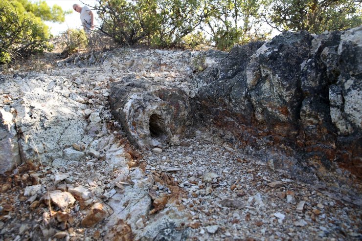 Manisa'daki 21 milyon yıllık ağaç fosilleri, kazı çalışması sonrası ziyarete açılacak