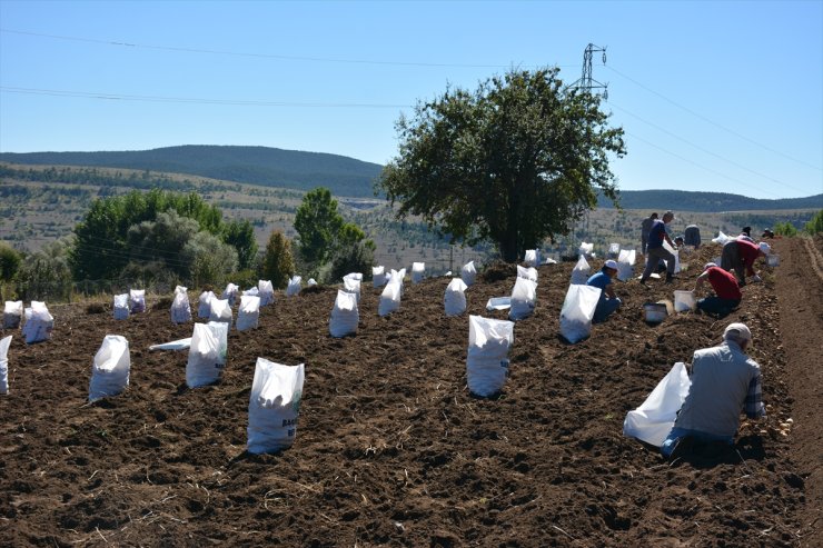 Tokat'ta "Başçiftlik beyazı"nın hasadına başlandı