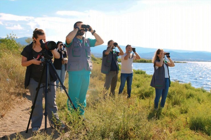 İzmit Körfezi'nde flamingo popülasyonu arttı