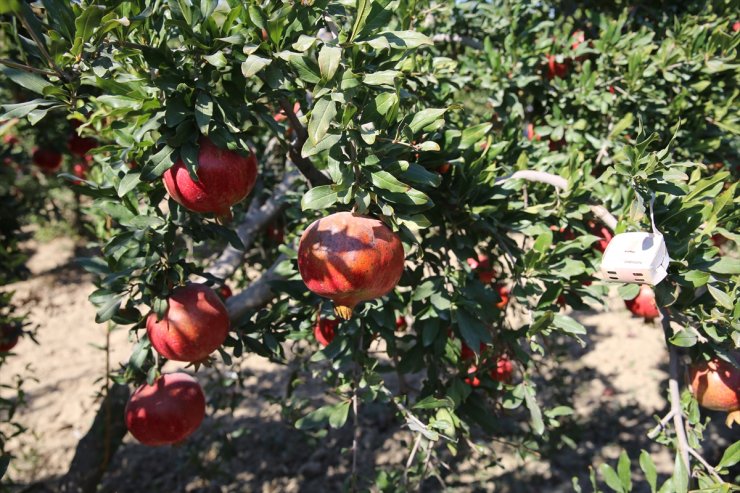 Narda "faydalı böcek" zirai ilacı azalttı, verimi artırdı