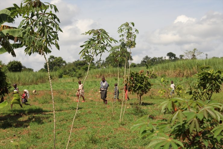 Afrika'nın "doğal kahve" merkezi Uganda