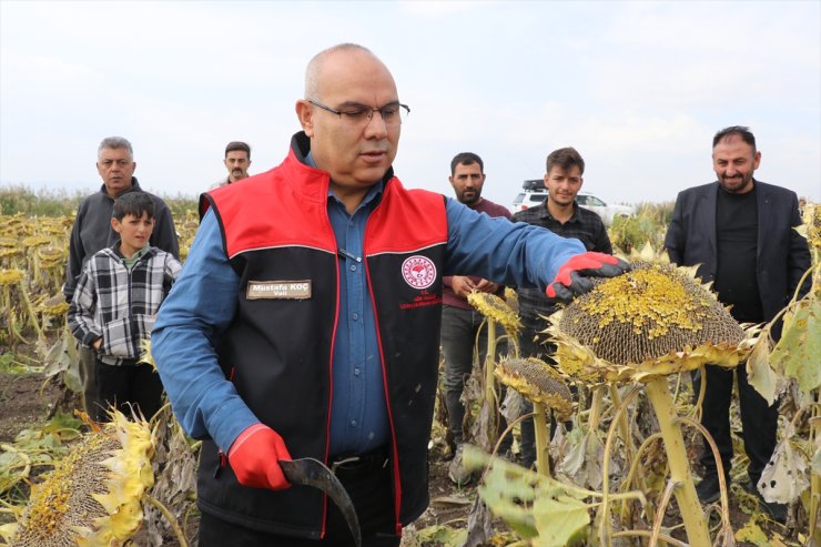 Ağrı Ovası'nda yetiştirilen çerezlik ayçiçeğinin hasadı devam ediyor