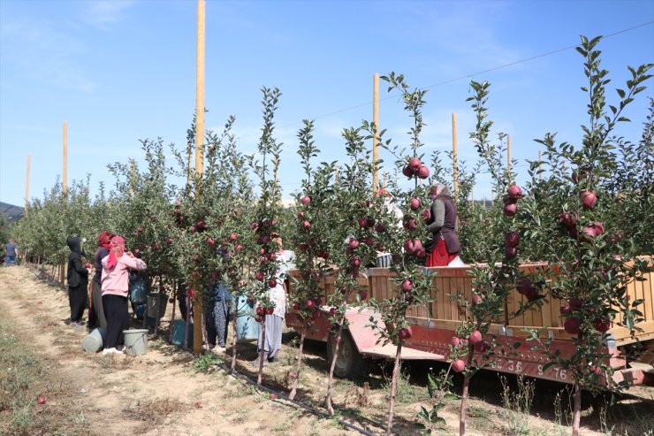 Sıcaklık ve kuraklık Niğde'de elma üretimini olumsuz etkiledi