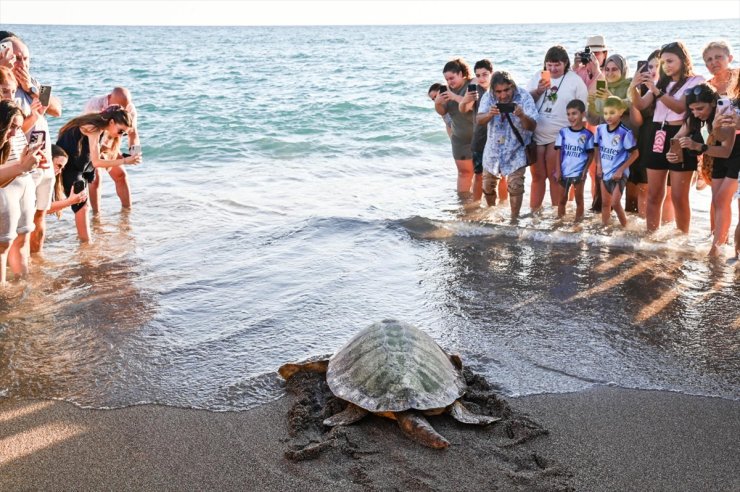 Antalya'da tedavileri tamamlanan iki caretta caretta denize bırakıldı