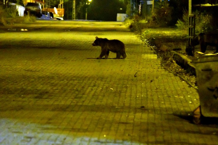 Kars'ın Sarıkamış ilçesine bozayılar indi