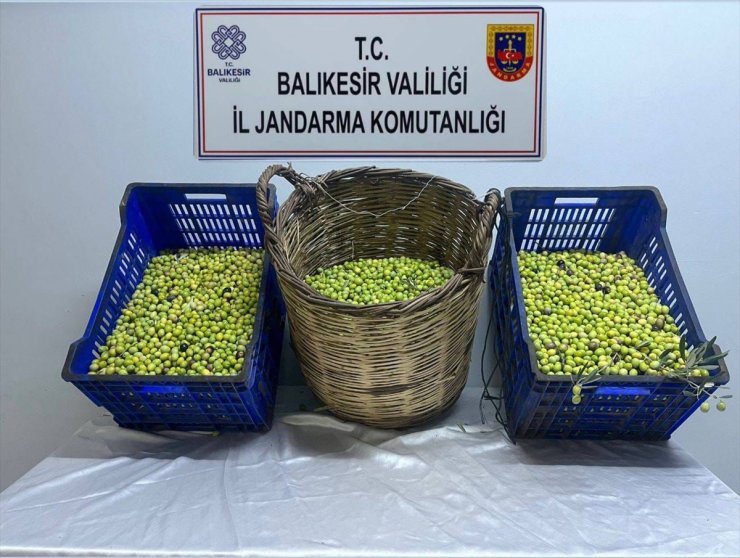 Balıkesir'de bahçeden zeytin çalan 2 şüpheli tutuklandı