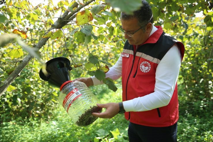 Kahverengi kokarca ile mücadelede fındık bahçelerine 2 bin 200 feromon tuzak asıldı