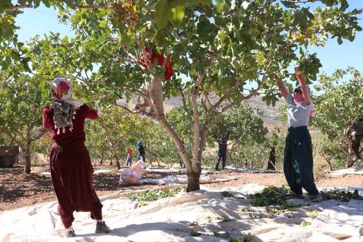 Siirt'te "Siirt Fıstığı Doğa ve Kültür Festivali" kapsamında fıstık hasadı yapıldı