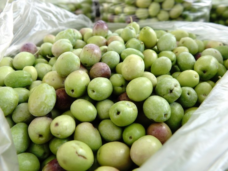 Yeni mahsul "kırma yeşil zeytin" damakları tatlandırmaya başladı