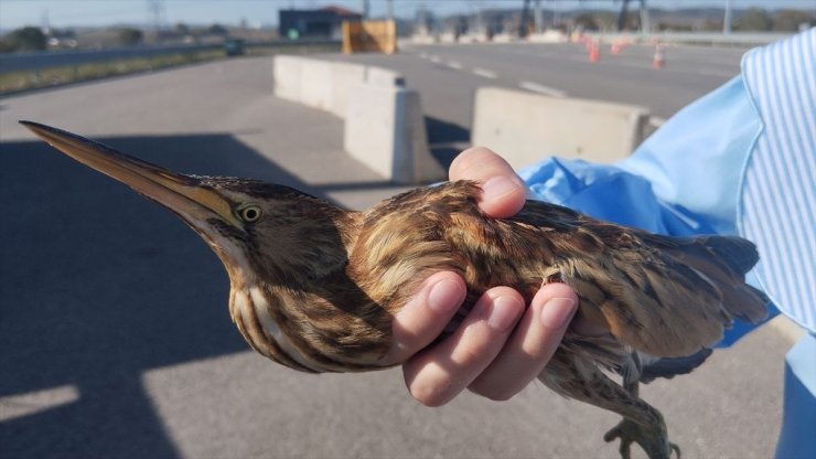 Kocaeli'de bitkin halde bulunan balaban kuşu koruma altına alındı