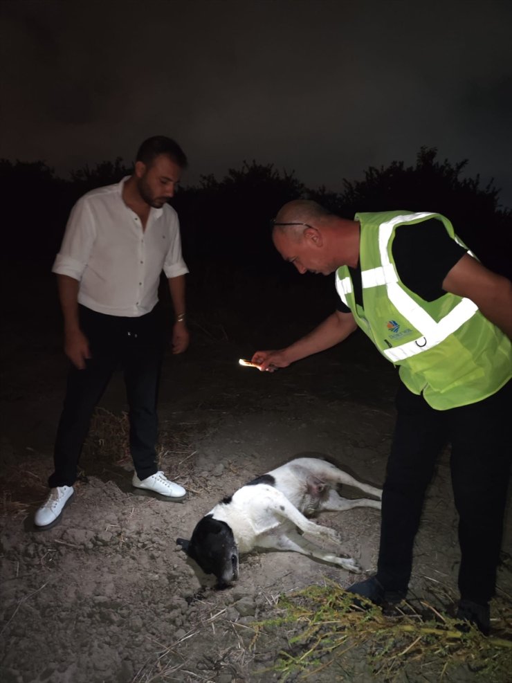 Hatay'da 11 köpek ölü bulundu