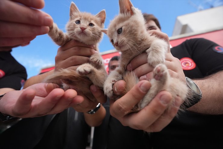 Kurtarma ihbarına gittiği kedi yavrularını sahiplendi