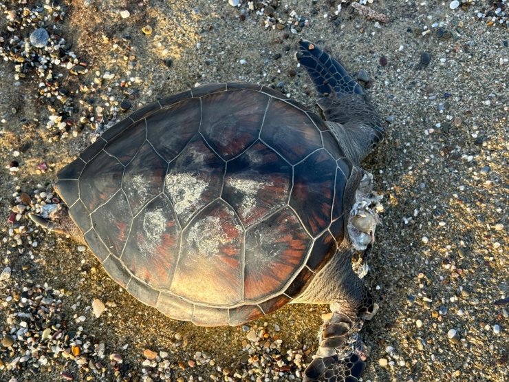 Alanya'da sahilde ölü caretta caretta bulundu