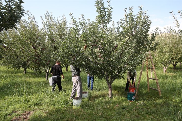 Muş'ta elma hasadından 25 milyon lira gelir beklentisi