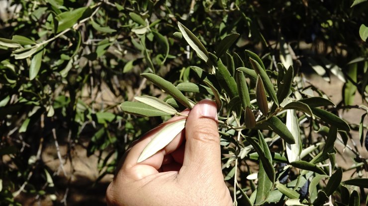 Edremit Körfezi'ndeki zeytin üreticileri hasada buruk başladı