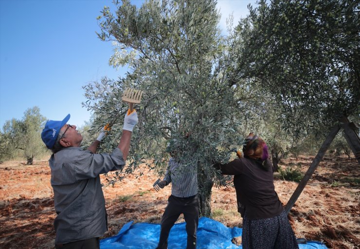 Antalya'da zeytin üretimi yüzde 45 arttı