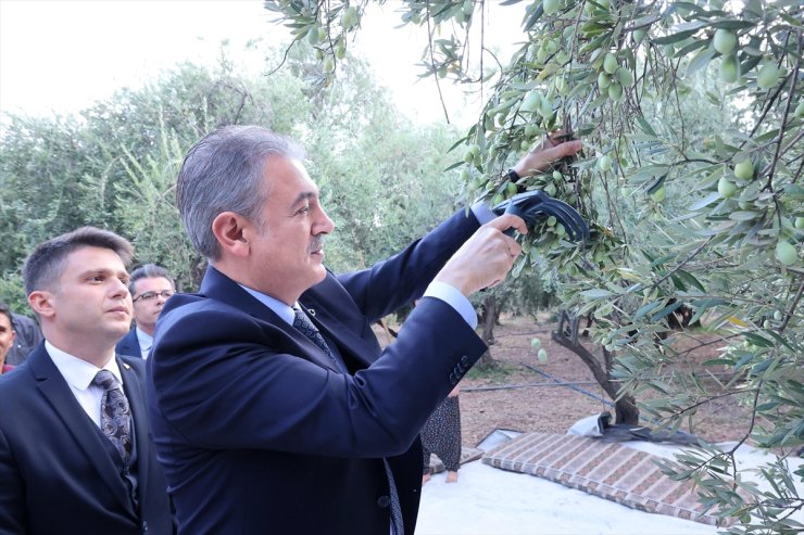 Mardin Valisi Tuncay Akkoyun Derik'te zeytin hasadına katıldı